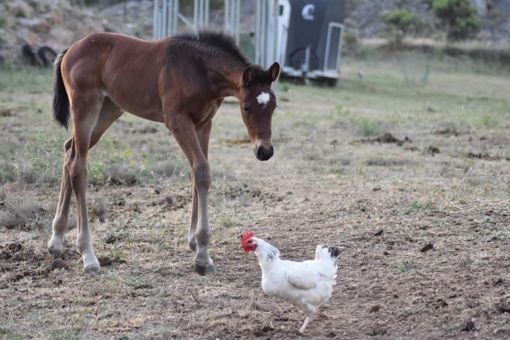 Gite A La Ferme Avec Jacuzzi Et Sauna Villefloure Exteriör bild
